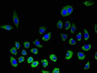 KLRK1 / CD314 / NKG2D Antibody