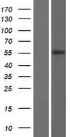 KRT82 / Keratin 82 / KRTHB2 Protein (Over-Expression Lysate Myc-DDK (Flag))