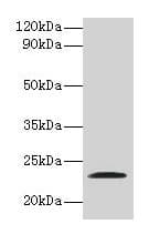 JAM2 Antibody