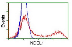 NUDEL / NDEL1 Antibody (clone OTI4E5, Carrier-free)