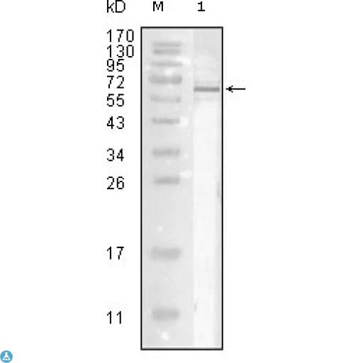Influenza A Virus Nucleoprotein Antibody