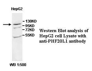 PHF20L1 Antibody (aa734-1012)