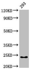 Polyclonal Rabbit anti-Human HMGB3 Antibody (IHC, WB)