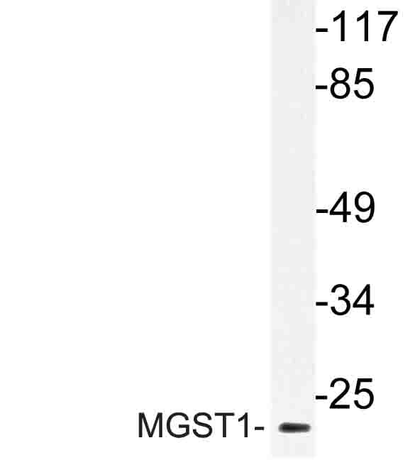 MGST1 Antibody (Arg74)
