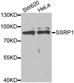 FACT / SSRP1 Antibody