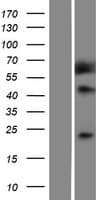 Human MSRA Protein (Over-Expression Lysate Myc-DDK (Flag))