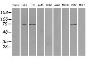 KIAA0153 / TTLL12 Antibody (clone OTI4B2)