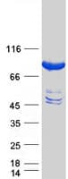 Human KBTBD7 Protein (Recombinant Myc-DDK (Flag))