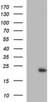 LZIC Antibody (aa1-190, clone OTI2D3, Carrier-free)
