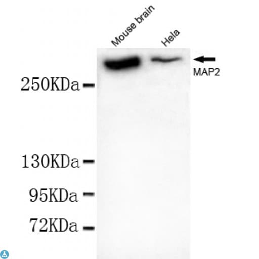 MAP2 Antibody