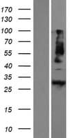 METRN / Meteorin Protein (Over-Expression Lysate Myc-DDK (Flag))