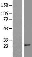 CRK Protein (Over-Expression Lysate Myc-DDK (Flag))