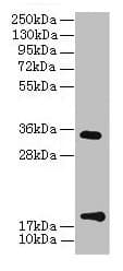 Polyclonal Rabbit anti-Human TMEM91 Antibody