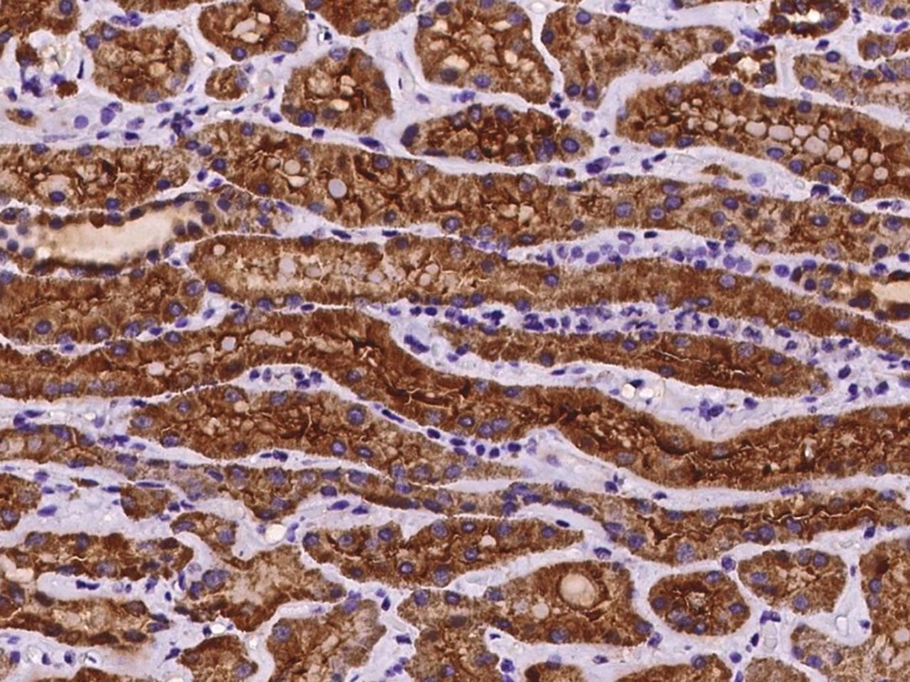 COA3 / CCDC56 Antibody