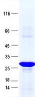 Human ANKRD7 Protein (Recombinant His, N-Terminal)
