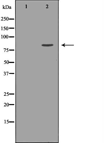KIF2C / MCAK Antibody