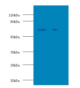 STI1 / STIP1 Antibody