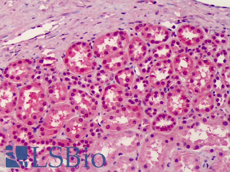 IHC-plus™ RGP1 Antibody