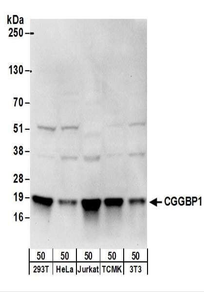 CGGBP1 Antibody (aa1-50)