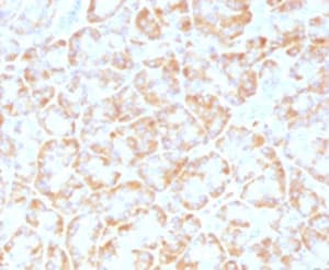 VLDLR Antibody (clone VLPR-1)