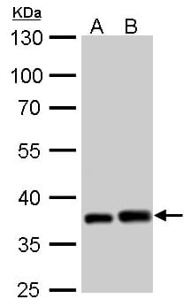 PEX19 Antibody (aa1-299)