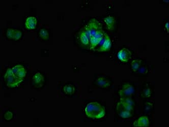 CDON / Cdo Antibody