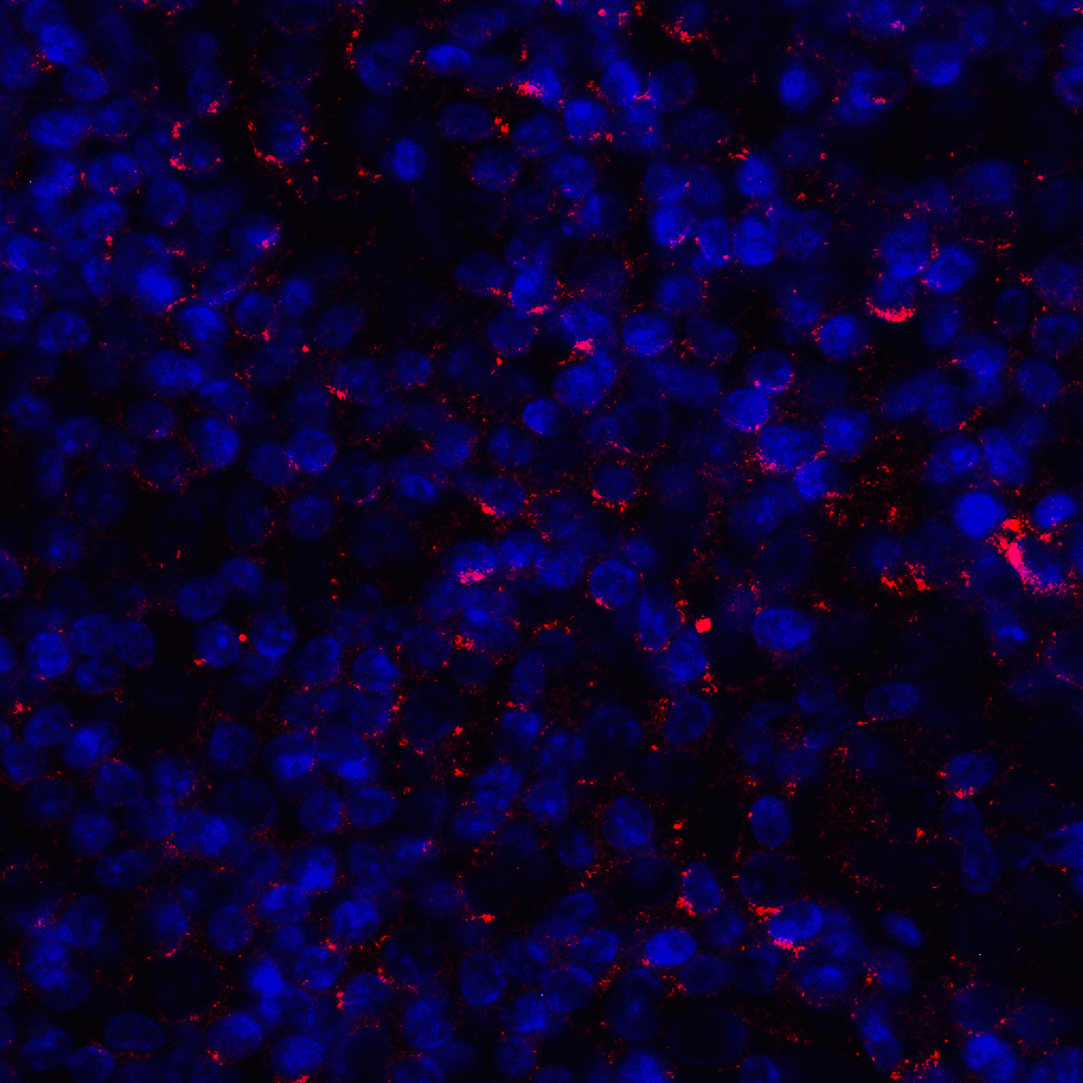 Monoclonal Mouse anti-Human CD80 Antibody (clone 11C12, IHC, IF, WB)