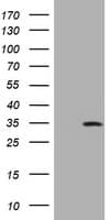 Monoclonal Mouse anti-Human DDIT3 / CHOP Antibody (clone OTI1E7, WB)