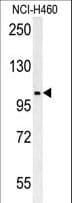 Polyclonal Rabbit anti-Human CNNM4 Antibody (aa565-593, IHC, WB)