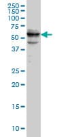 CDADC1 Antibody (clone 1A2)
