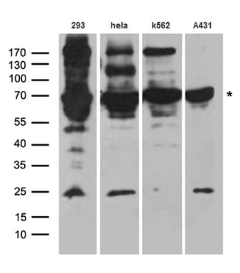 HDAC2 Antibody