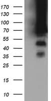 TRMT2A Antibody (clone OTI3B3)
