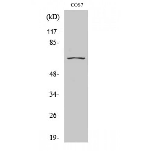 Polyclonal Rabbit anti-Human CEP70 Antibody (210-290 aa, Internal, IHC, WB)