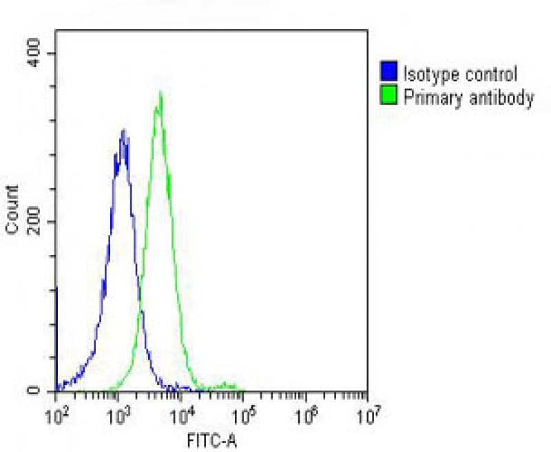 DNM2 / Dynamin-2 Antibody (N-Terminus)