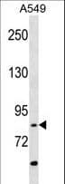 RIP4 / ANKRD3 Antibody (aa802-832)