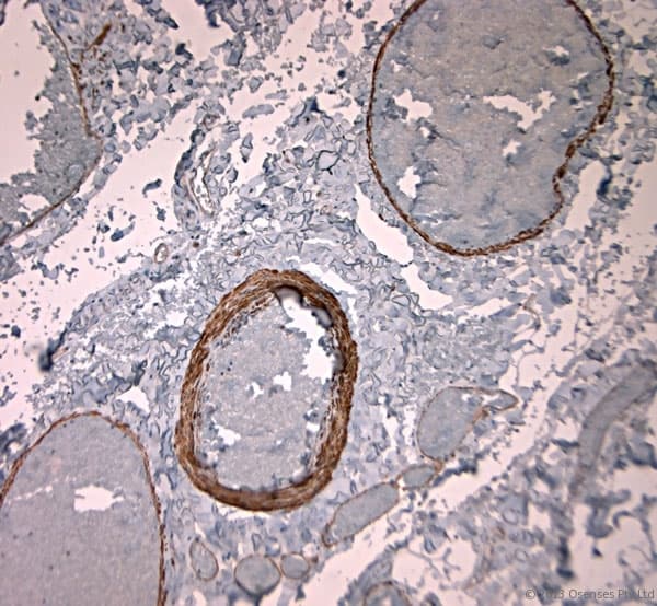 TPC2 / TPCN2 Antibody (aa700-752)
