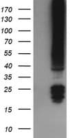 Monoclonal Mouse anti-Human FNDC4 Antibody (clone OTI3B11, IF, WB)
