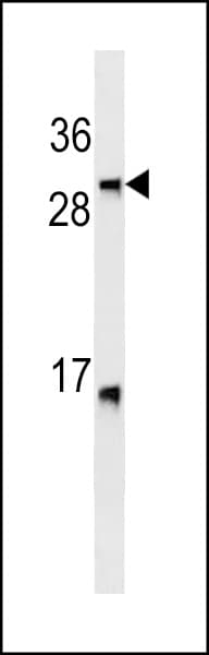 Lymphotoxin-Beta / LTB Antibody (aa199-227)