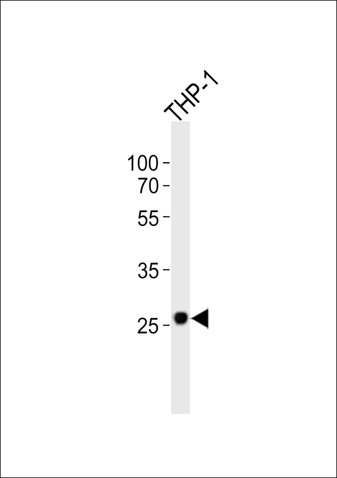 NDUFS3 Antibody (aa251-284)