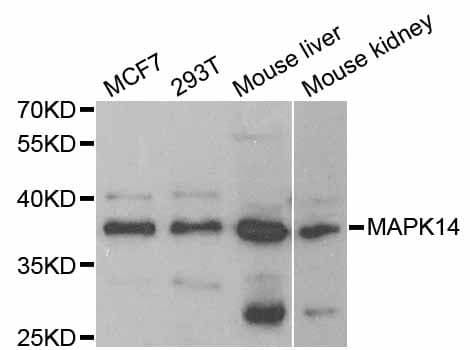 MAPK14 / p38 Antibody