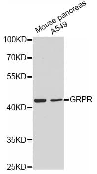 GRPR Antibody