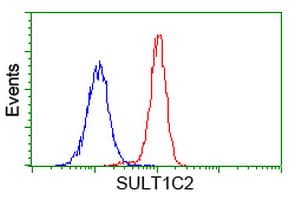 SULT1C2 / Sulfotransferase 1C2 Antibody (clone OTI8A1)