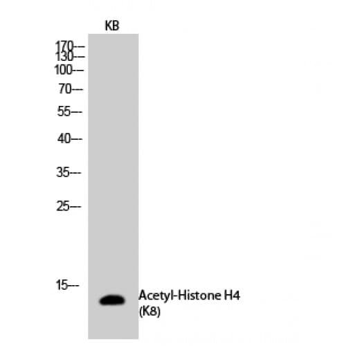 Histone H4 Antibody (1-80 aa)