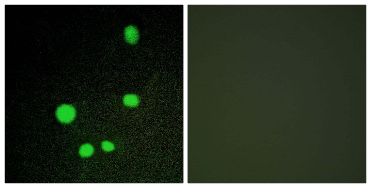 MED14 Antibody (aa701-750)