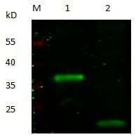 WFDC2 / HE4 Antibody (clone 4E2-D2-D5-F8, Preservative Free)