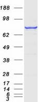 Human AGPS Protein (Recombinant Myc-DDK (Flag))