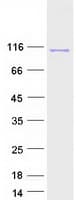 Human ARTS1 / ERAP1 Protein (Recombinant Myc-DDK (Flag))