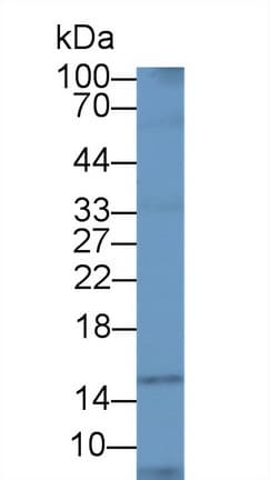 UBA52 Antibody (aa1-128, Biotin)