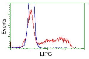 LIPG / Endothelial Lipase Antibody (clone OTI6E11)