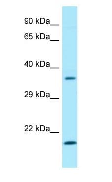 SGTA / SGT Antibody (C-Terminus)